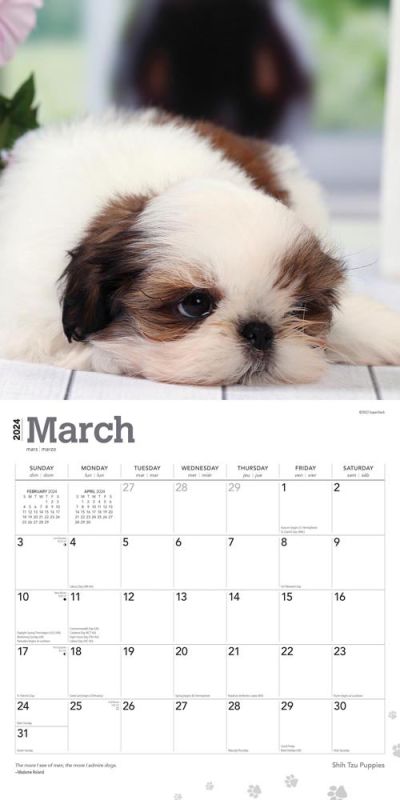 2024 Shih Tzu Puppies Calendar