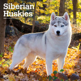 2024 Siberian Huskies Calendar