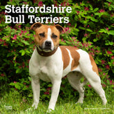 2024 Staffordshire Bull Terriers Calendar