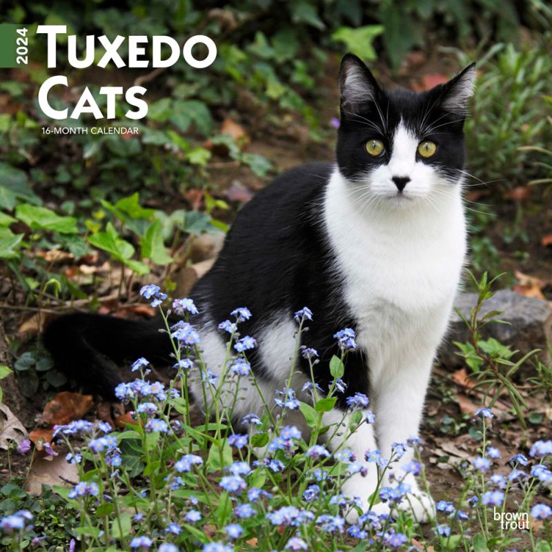 2024 Tuxedo Cats Calendar