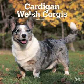 2024 Cardigan Welsh Corgis Calendar