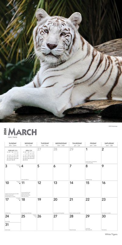 2024 White Tigers Calendar