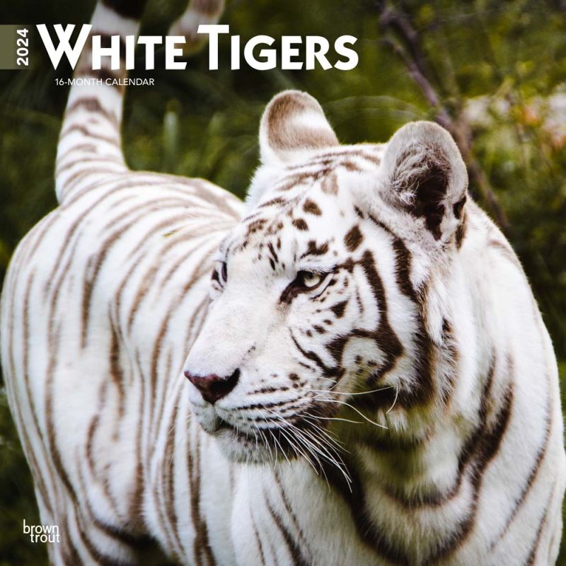 2024 White Tigers Calendar