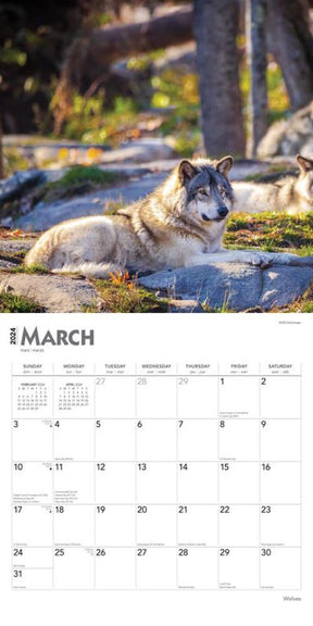 2024 Wolves Calendar