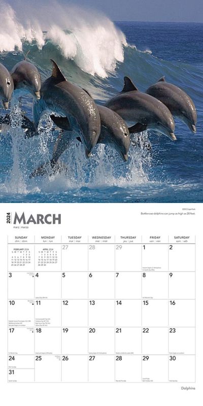 2024 Dolphins Calendar