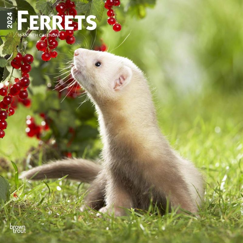 2024 Ferrets Calendar