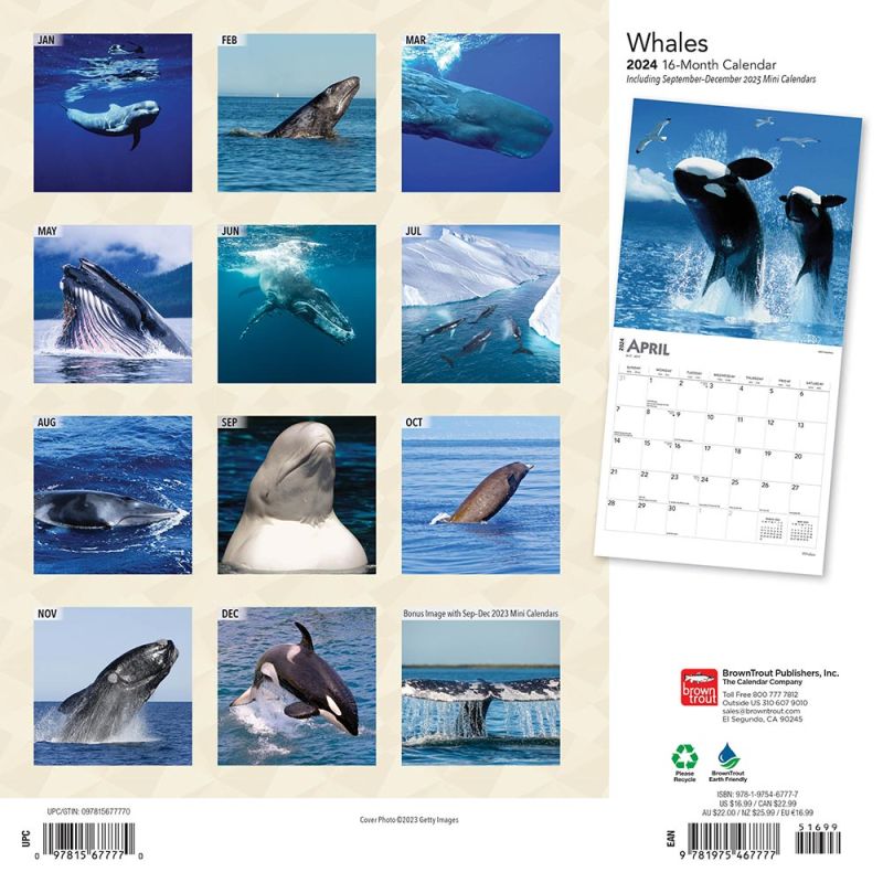 2024 Whales Calendar