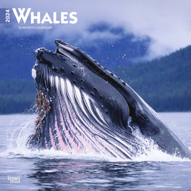 2024 Whales Calendar