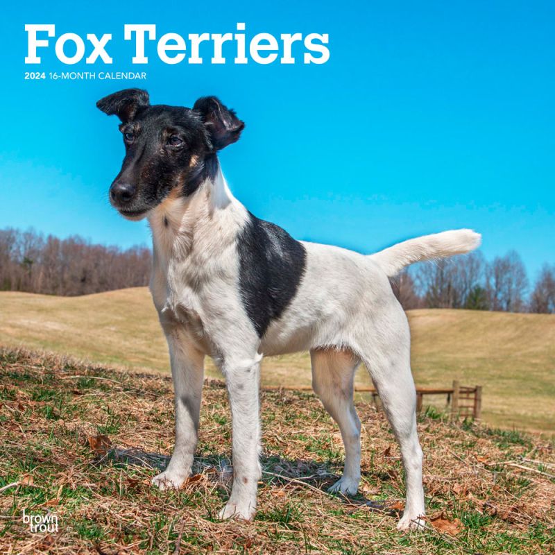 2024 Fox Terriers Calendar