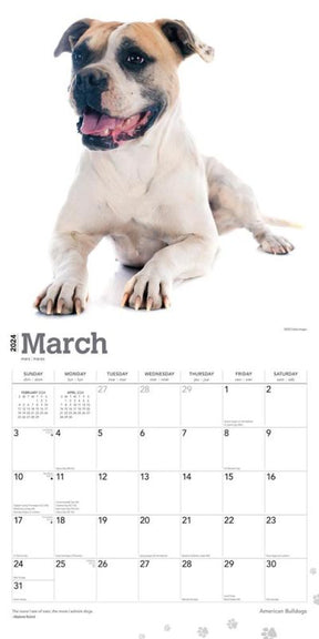 2024 American Bulldogs Calendar