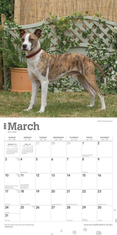 2024 American Staffordshire Terriers Calendar