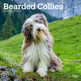 2024 Bearded Collies Calendar