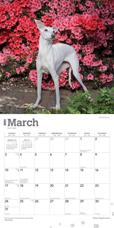 2024 Italian Greyhounds Calendar