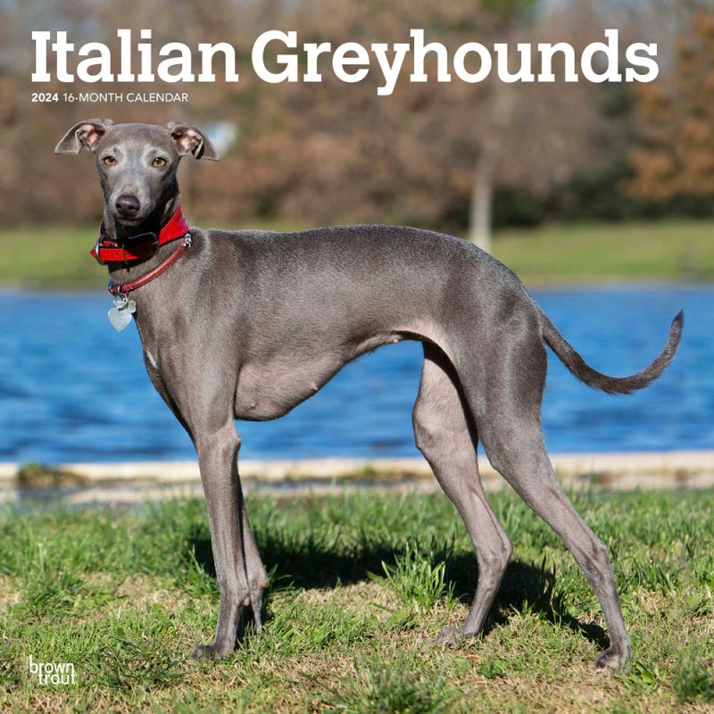 2024 Italian Greyhounds Calendar