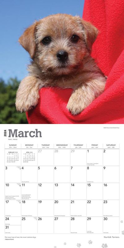 2024 Norfolk Terriers Calendar