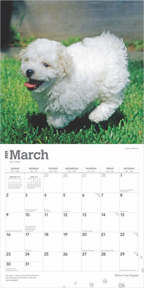 2025 Bichon Frise Puppies Calendar