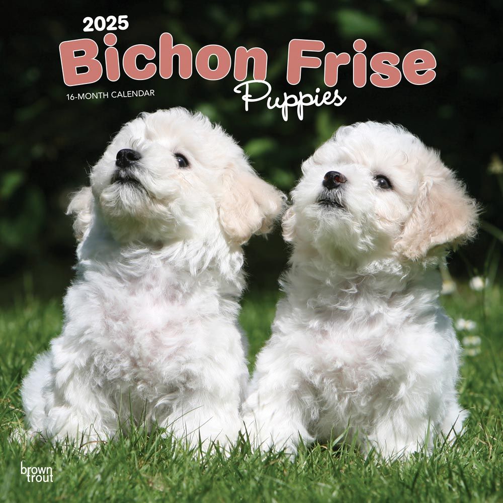 2025 Bichon Frise Puppies Calendar