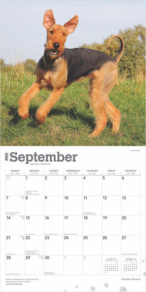 2025 Airedale Terriers Calendar