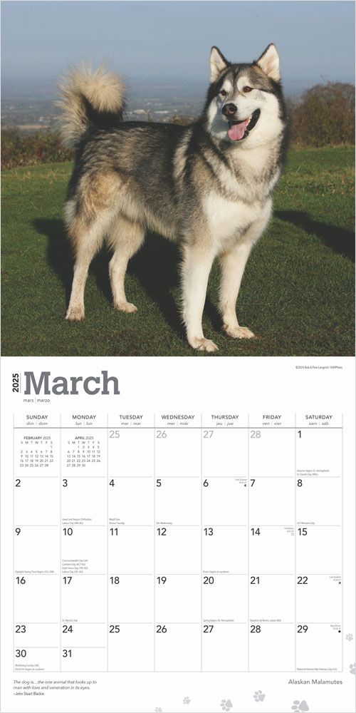 2025 Alaskan Malamutes Calendar