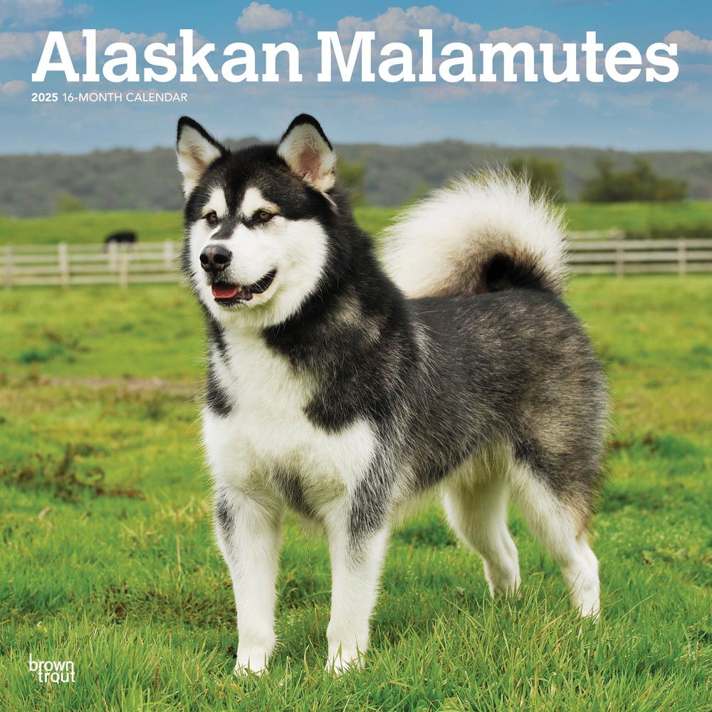 2025 Alaskan Malamutes Calendar