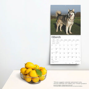 2025 Alaskan Malamutes Calendar