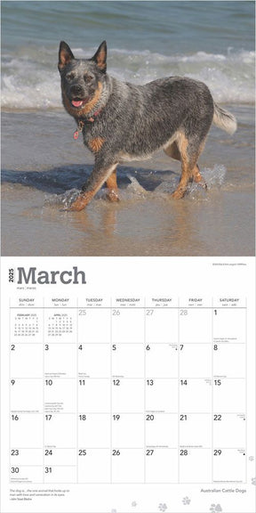 2025 Australian Cattle Dogs Calendar