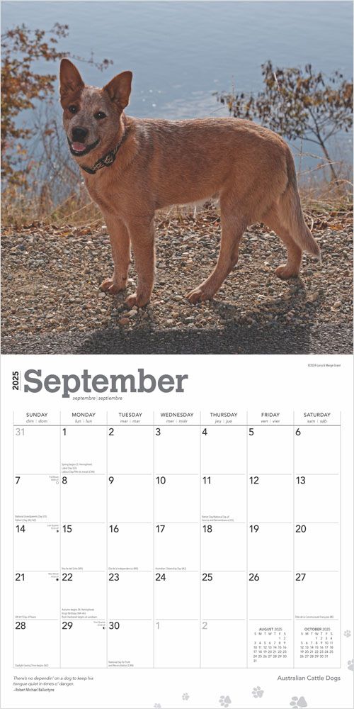 2025 Australian Cattle Dogs Calendar