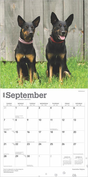 2025 Australian Kelpies Calendar