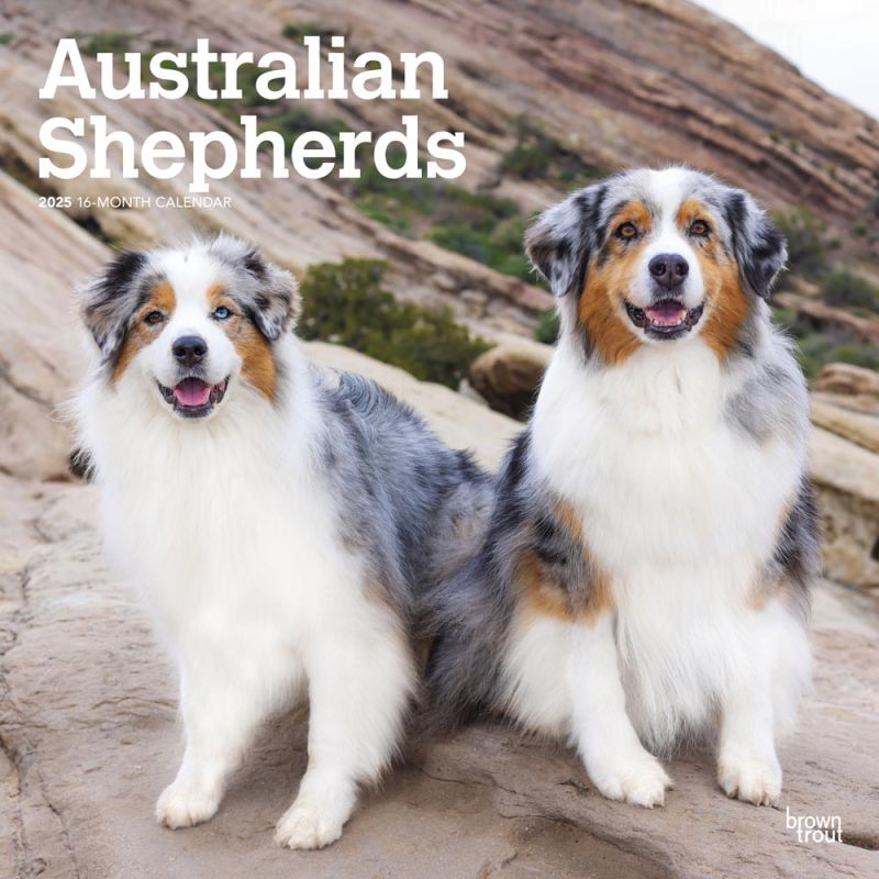 2025 Australian Shepherds Calendar