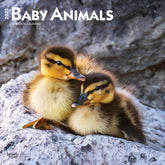 2025 Baby Animals Calendar