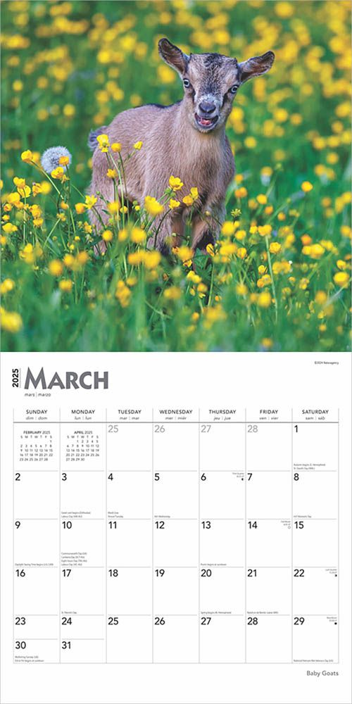 2025 Baby Goats Calendar