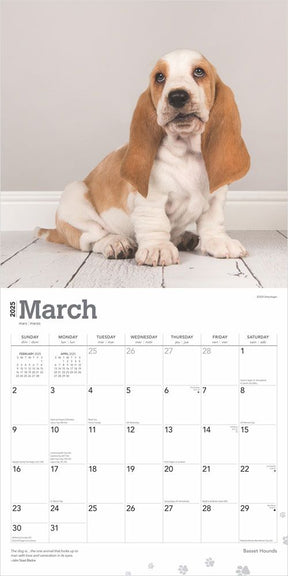 2025 Basset Hounds Calendar