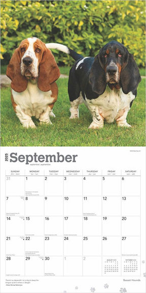 2025 Basset Hounds Calendar