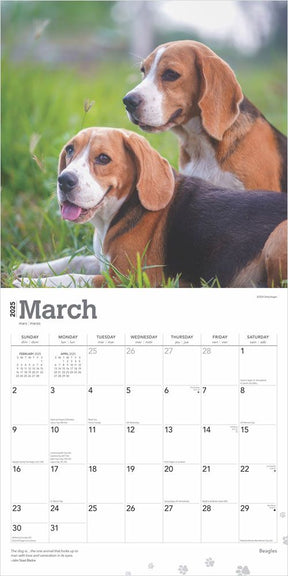 2025 Beagles Calendar