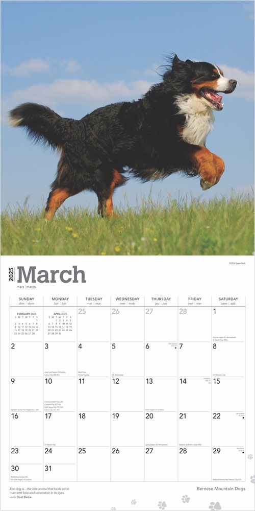 2025 Bernese Mountain Dogs Calendar