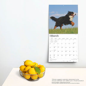 2025 Bernese Mountain Dogs Calendar