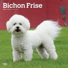 2025 Bichon Frise Calendar