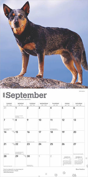 2025 Blue Heelers Calendar