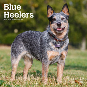 2025 Blue Heelers Calendar