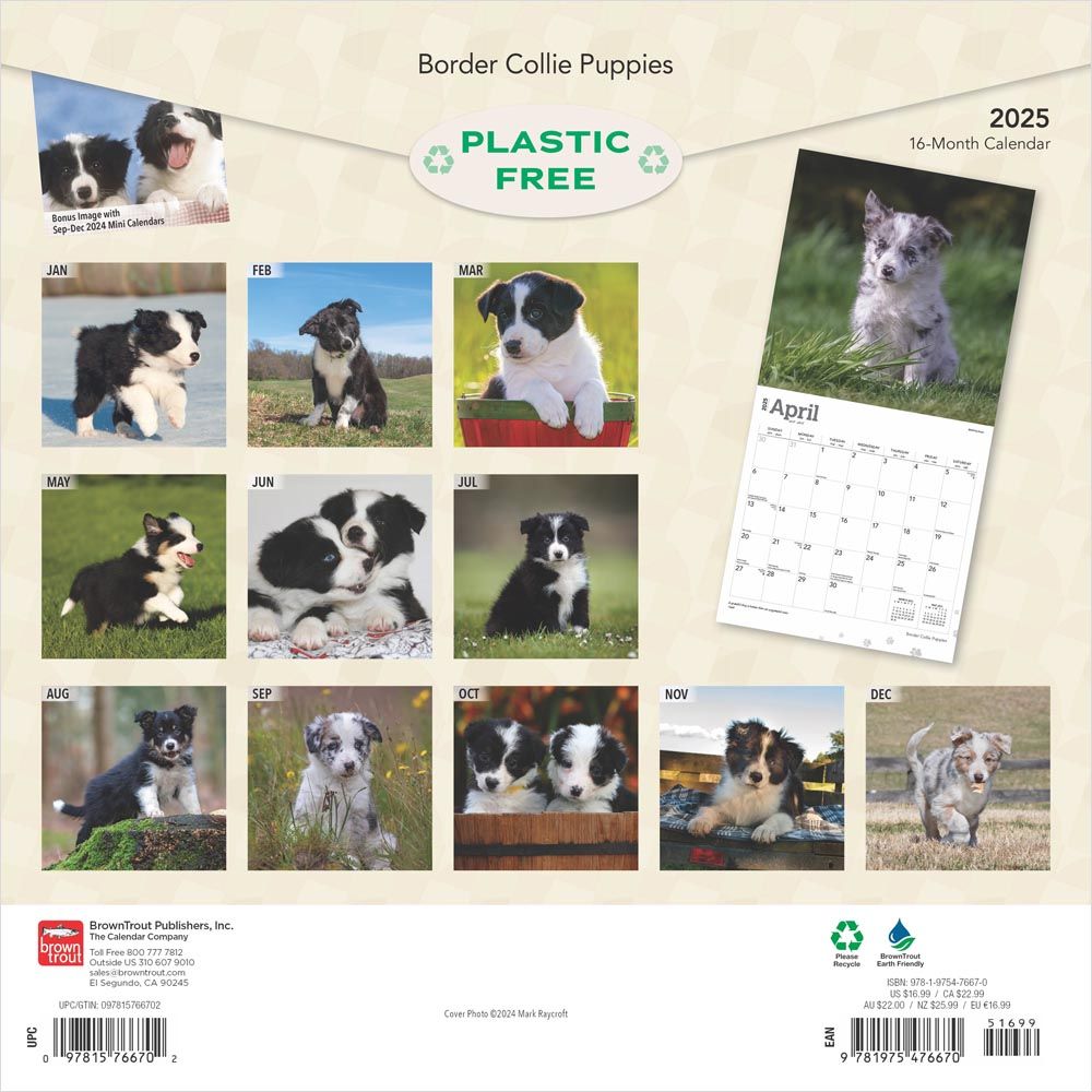 2025 Border Collie Puppies Calendar