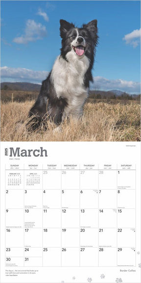 2025 Border Collies Calendar