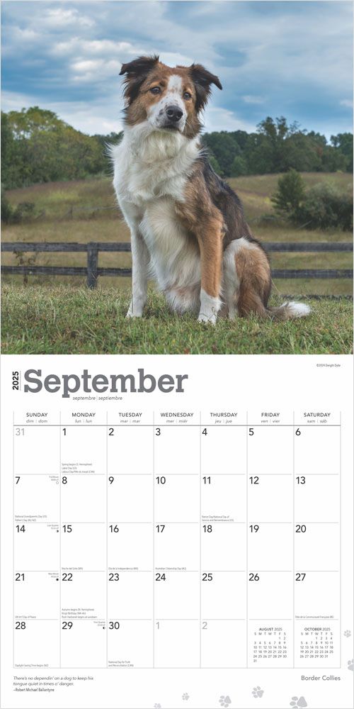 2025 Border Collies Calendar