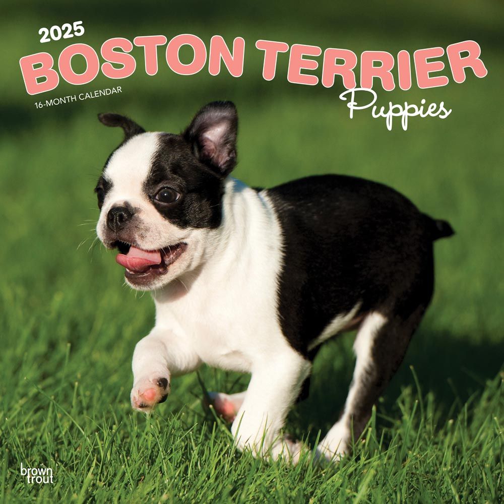 2025 Boston Terrier Puppies Calendar