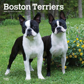 2025 Boston Terriers Calendar