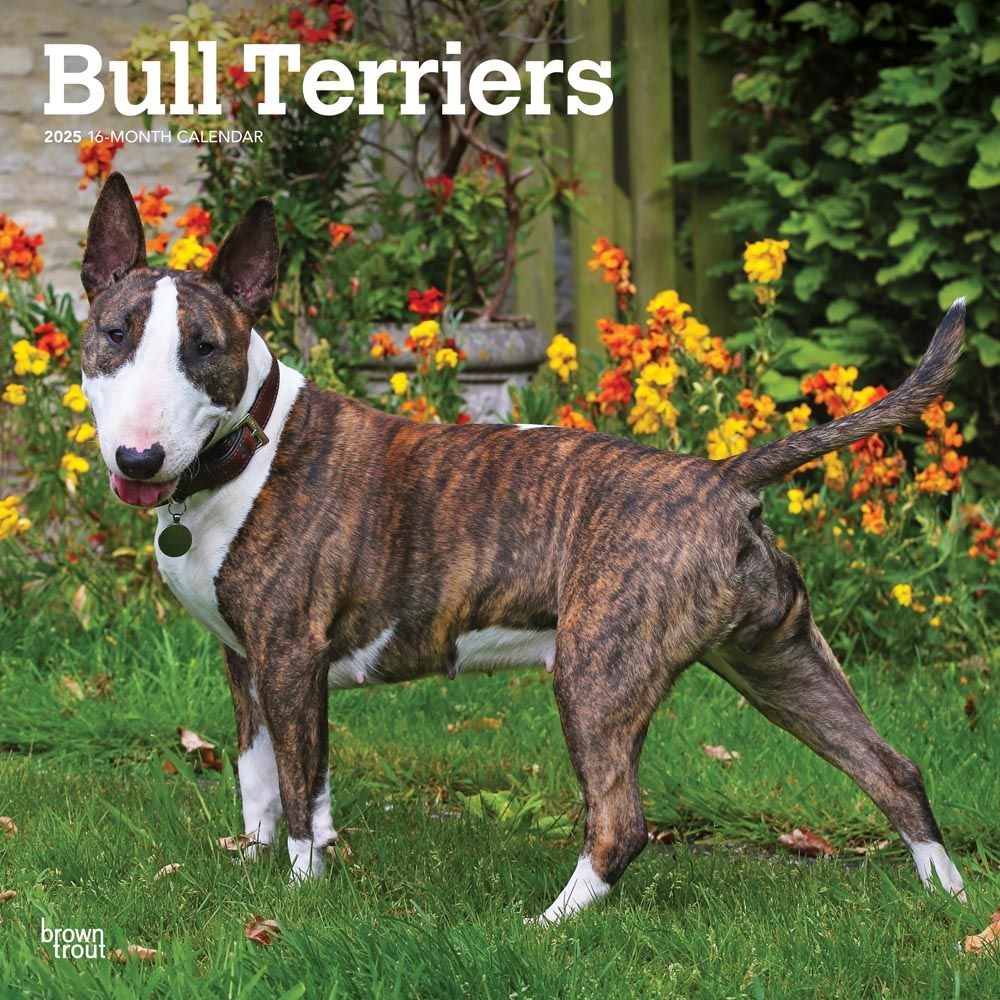 2025 Bull Terriers Calendar