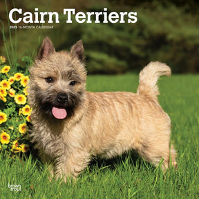 2025 Cairn Terriers Calendar