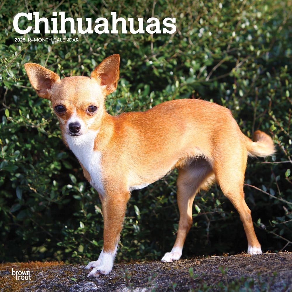 2025 Chihuahua Calendar