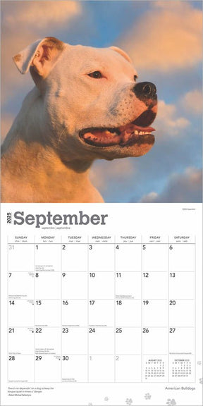 2025 American Bulldogs Calendar