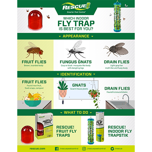 Reusable Fruit Fly Trap