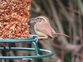Mr. Bird - Cylinder Flaming Hot Feast